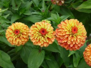 Zinnia ‘Queeny Lime Orange’ (Hugo Dittman/Floragran)
