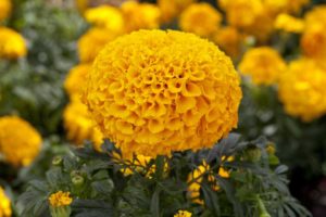 African Marigold 'Cheerleader' (Floranova)