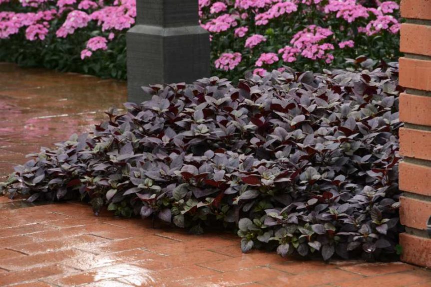 Alternanthera ‘Purple Prince’ (PanAmerican Seed)