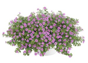 Bacopa ‘Scopia Gulliver Pink’ (Danziger “Dan” Flower Farm)