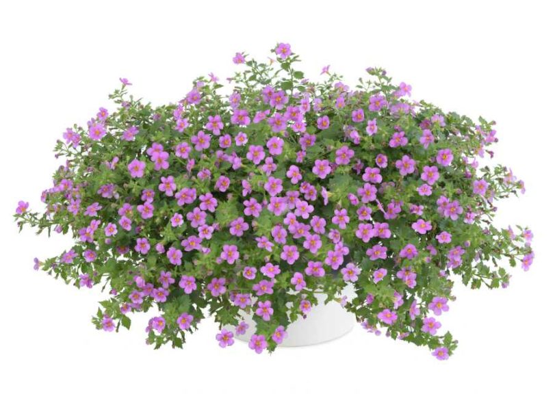 Bacopa ‘Scopia Gulliver Pink’ (Danziger “Dan” Flower Farm)