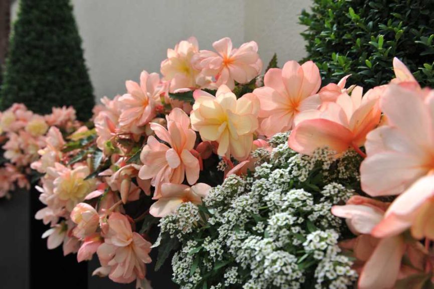 Begonia I’Conia Series (Dümmen Orange)