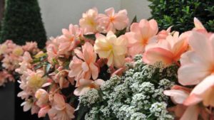 34 New Flowering Annuals to Brighten Up Your Product Mix