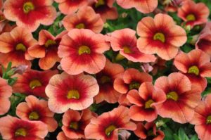 Calibrachoa Cruze Control Series (Green Fuse Botanicals)