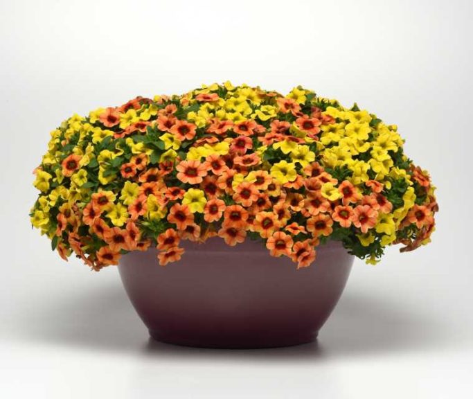 Calibrachoa Conga Series (Ball FloraPlant)