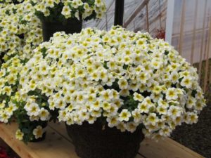 Calibrachoa ‘Million Bells Butter Pop’ (Suntory Flowers)