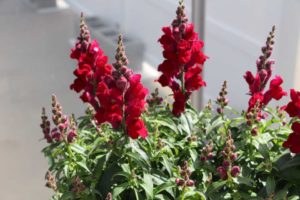 Candy Tops Snapdragon Series (Sakata Ornamentals)