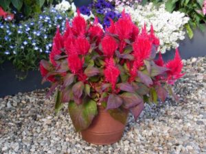Celosia Bright Sparks Series (Floranova)
