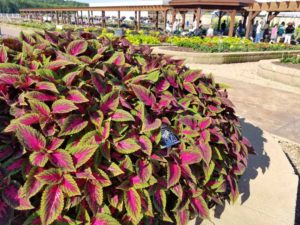 Coleus Main Street Series (Dümmen Orange)