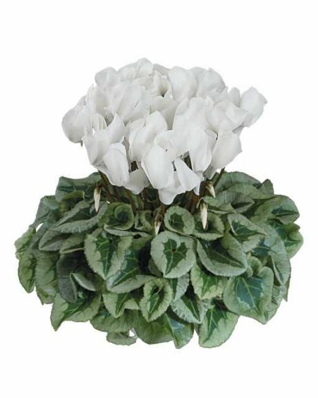Cyclamen ‘Halios White’ (Morel Diffusion)