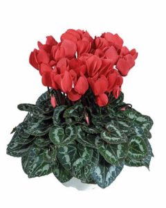Cyclamen ‘Tianis Deep Salmon’ (Morel Diffusion)