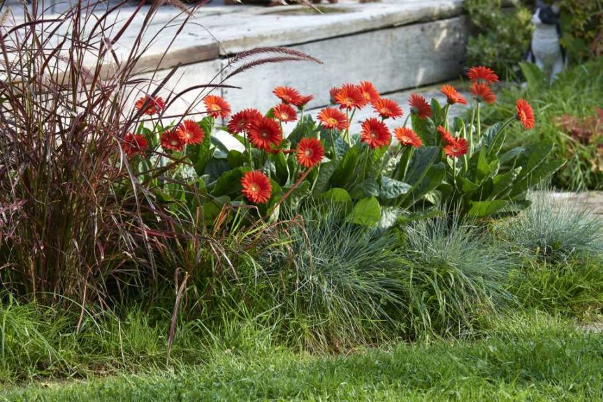Gerbera ‘Garvinea Sweet Love’ (Florist Holland)