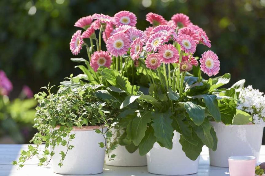 Gerbera ‘Garvinea Sweet Memories’ (Florist Holland)