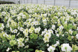 Skagit Horticulture Has a Fresh New Start