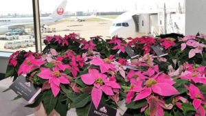 Suntory Pairs Princettia with Several Breast Cancer Awareness Promotions