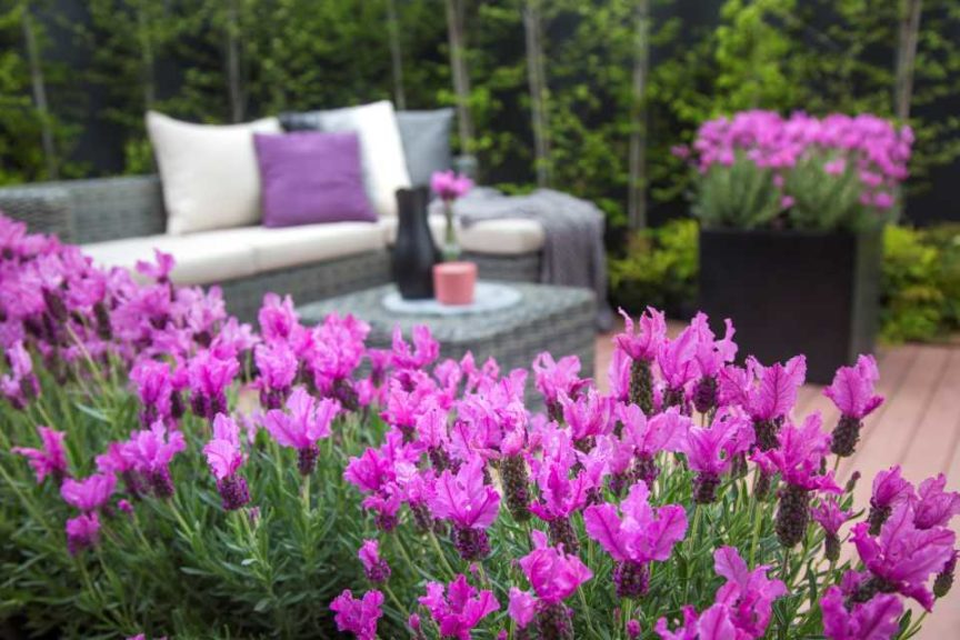 Lavandula stoechas ‘The Princess’ (Plants Nouveau)