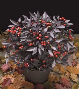 Ornamental Pepper ‘Onyx Red’ (American Takii)