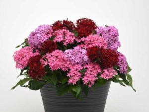 Pentas Lucky Star Series (PanAmerican Seed)