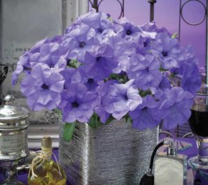 Petunia ‘Evening Scentsation’ (American Takii)