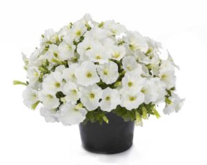 Petunia QT Series (Green Fuse Botanicals)