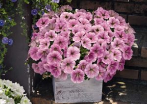 Petunia 'Success! Silver Vein' (Benary)
