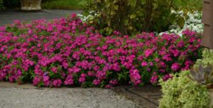 Phlox Gisele Series (Selecta)
