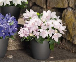 Platycodon 'Pop Star Pink'