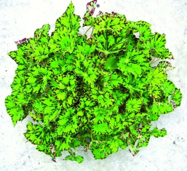 Rex Begonia ‘Rondeau’ (D.S. Cole Growers)