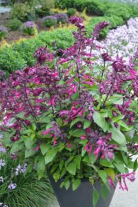 Salvia ‘Love and Wishes’ (Plants Nouveau)