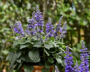 Salvia ‘Mysty’ (Ball FloraPlant)