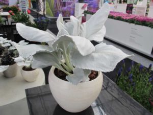 Senecio ‘Angel Wings’ (D.S. Cole Growers)