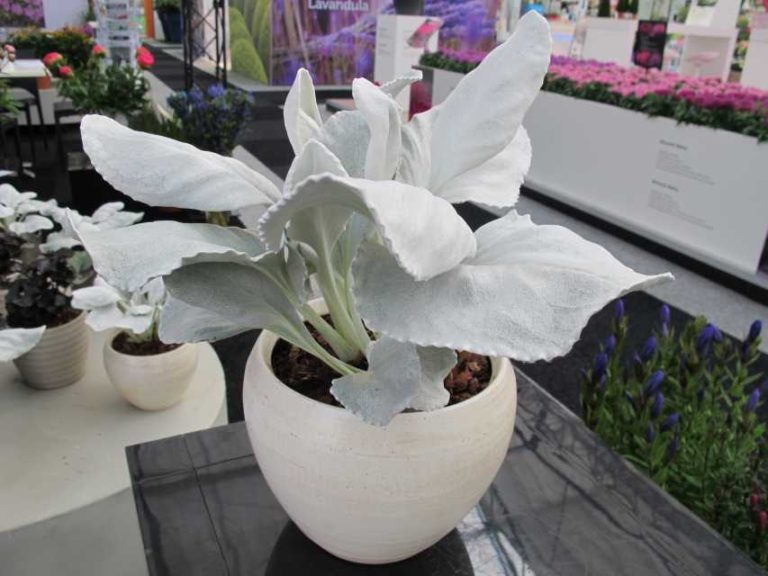 Senecio ‘Angel Wings’ (D.S. Cole Growers)