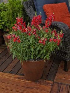 Snaptastic Scarlet Orange (Syngenta Flowers)