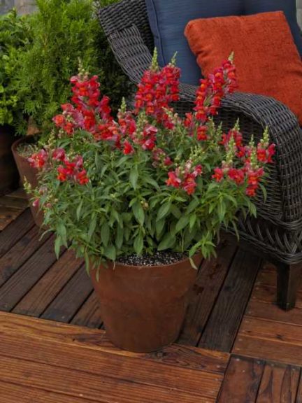 Snaptastic Scarlet Orange (Syngenta Flowers)