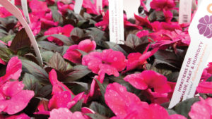 Growing Tips From a Pro for SunStanding New Guinea Impatiens