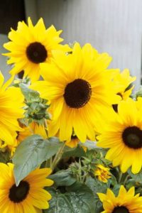 Sunflower ‘Sunfinity’ (Syngenta Flowers)