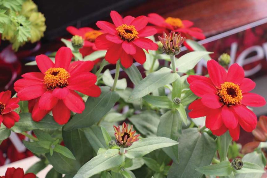 Zinnia Profusion Series (Sakata Ornamentals)
