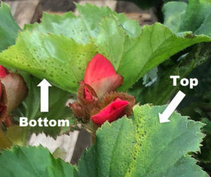 Xanthomonas bacterial leaf spot on begonia. 