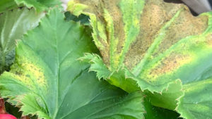 Plantpeddler Provides Guidelines for Xanthomonas Bacterial Leaf Spot in Begonias