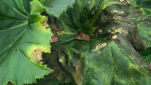 Dümmen Orange Confirms Presence of Xanthomonas in Begonia Stock