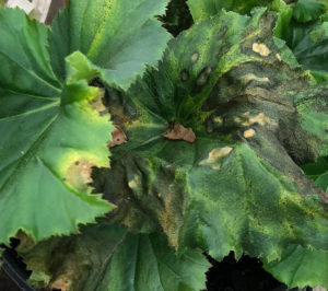 Xanthomonas bacterial leaf spot on begonia. 