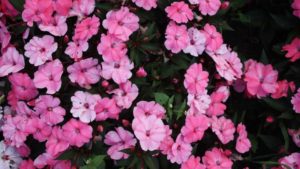 All-America Selections Looking for Entries for 2019 Plant Trials