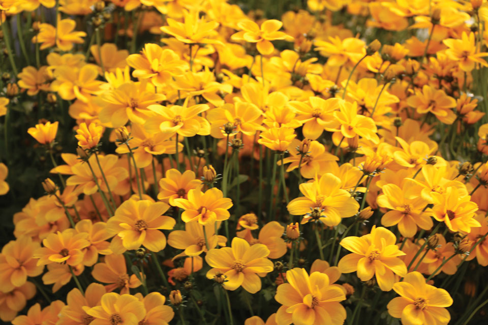 Growing Tips For Bidens From A Plant