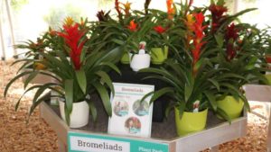 Top 100 Grower Costa Farms Buys Major Florida Bromeliad Producer