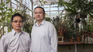 New Tech Could Lead to More Efficient Use of Light in the Greenhouse
