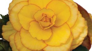 PanAmerican Seed Buys Begonia Product Line From Golden State Bulb Growers