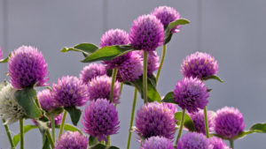 Allan Armitage: A Closer Look at New Annuals for 2018