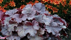 Terra Nova Adds Two New Heuchera to its Northern Exposure Series