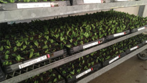 Automation Turns to Data at  Four Star Greenhouse
