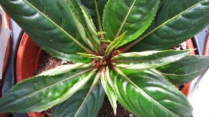 Plan Ahead for Spring Season in the Greenhouse by Following These Five Tips